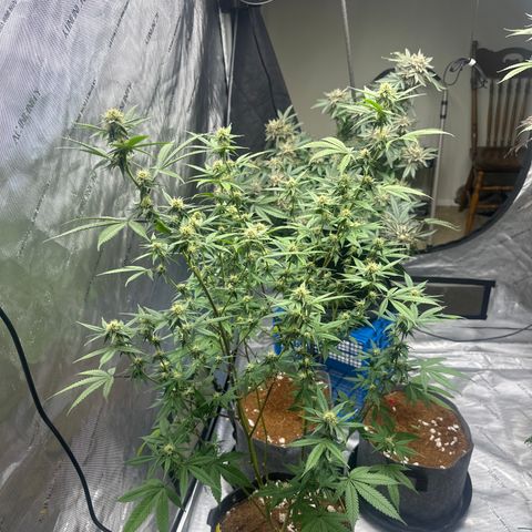 BBE growlog timeline photo