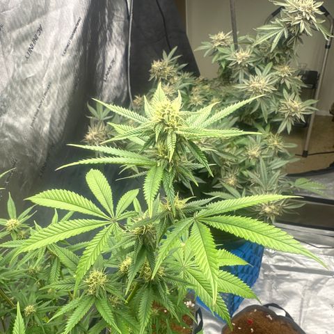 BBE growlog timeline photo