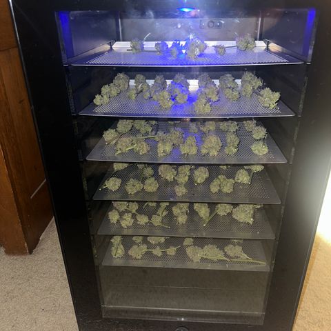 PY growlog timeline photo