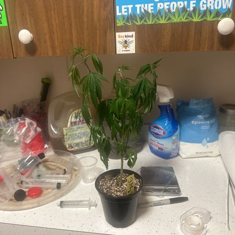 SF growlog timeline photo