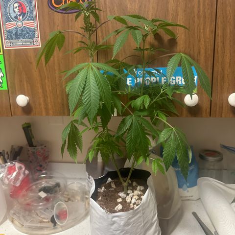 GSxGC growlog timeline photo