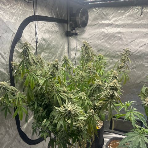 TJ #5 growlog timeline photo