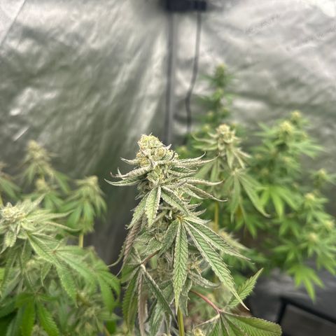TJ #5 growlog timeline photo
