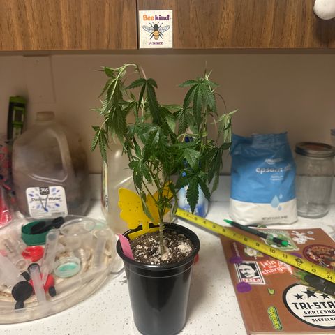 KK growlog timeline photo