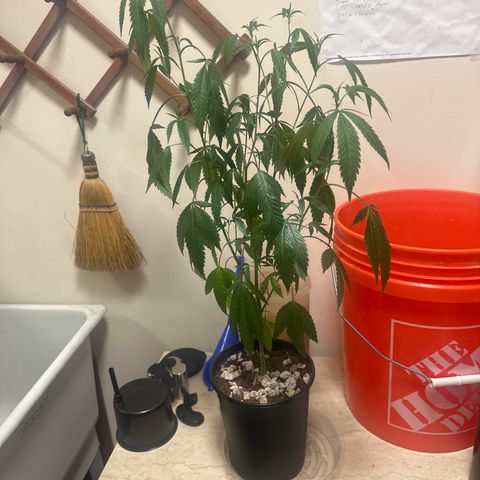 HS2 growlog timeline photo