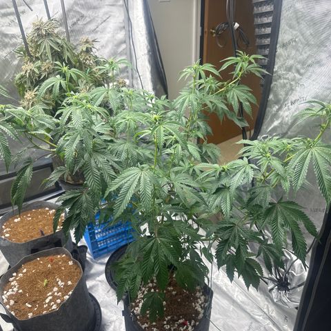 FG1 growlog timeline photo