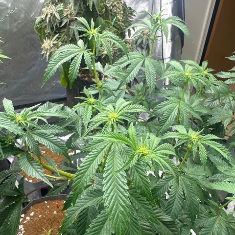 FG1 growlog timeline photo