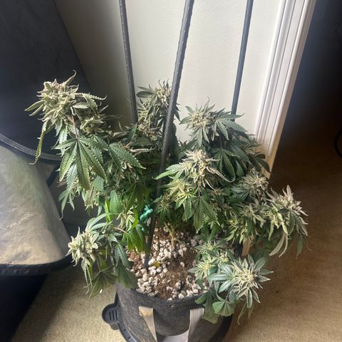 BCF growlog timeline photo