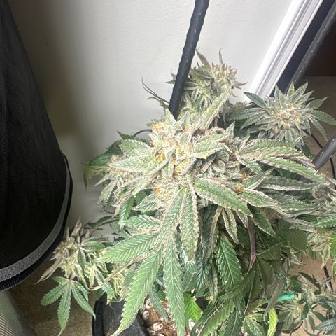BCF growlog timeline photo