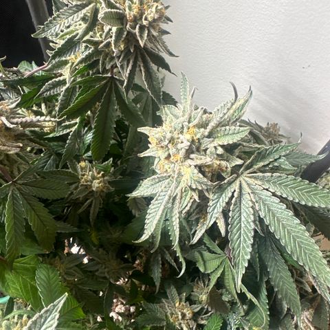 BCF growlog timeline photo