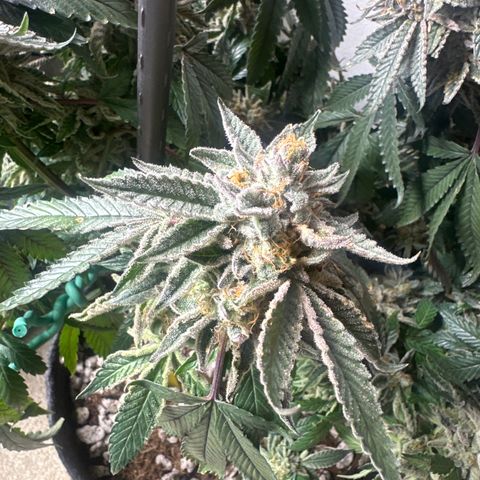 BCF growlog timeline photo