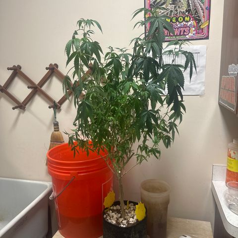 JD2 growlog timeline photo