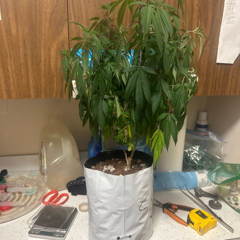 SR growlog timeline photo