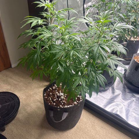 GC3 growlog timeline photo