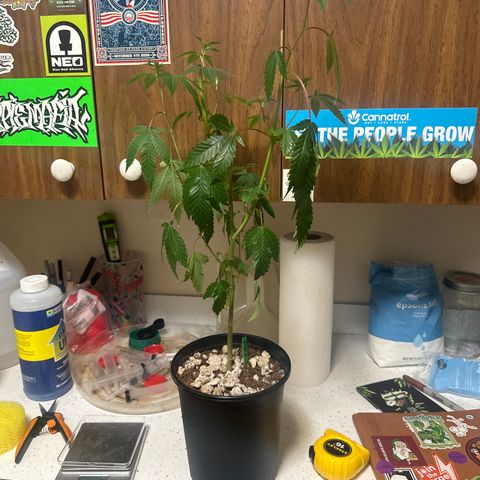FG2 growlog timeline photo