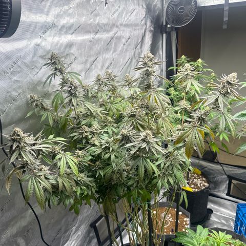 TJ #5 growlog timeline photo