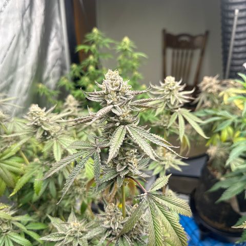 TJ #5 growlog timeline photo