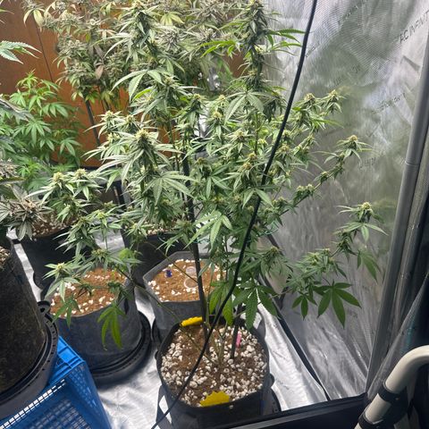 BBE growlog timeline photo