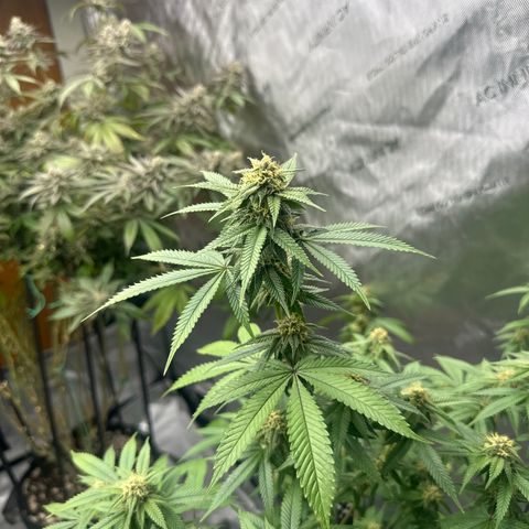 BBE growlog timeline photo