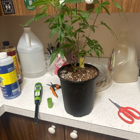 SF growlog timeline photo