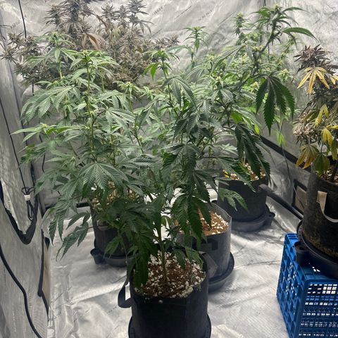 FG1 growlog timeline photo