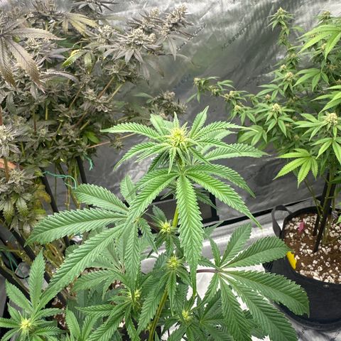 FG1 growlog timeline photo