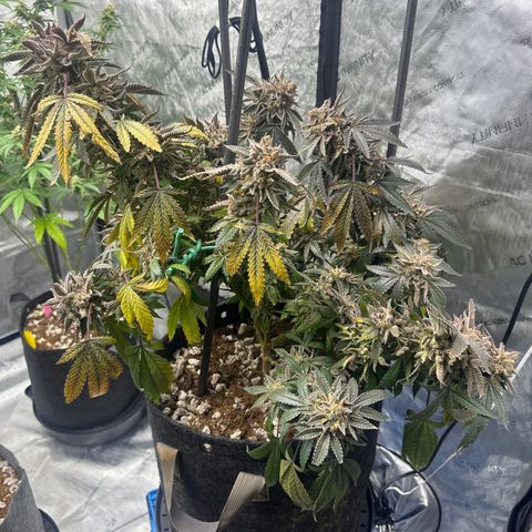 BCF growlog timeline photo