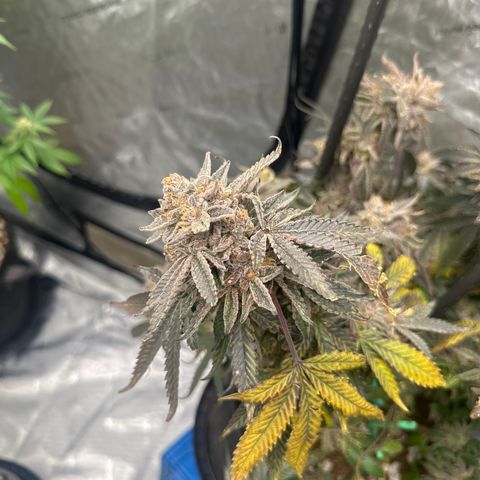 BCF growlog timeline photo
