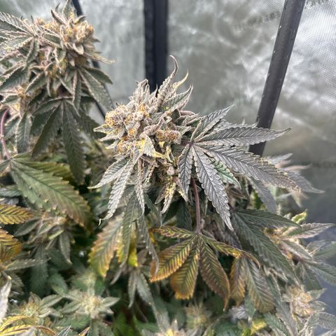 BCF growlog timeline photo