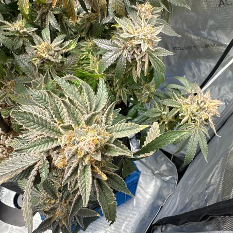 BCF growlog timeline photo