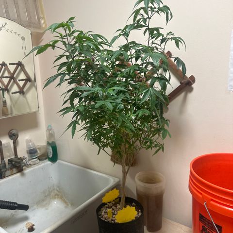 JD2 growlog timeline photo