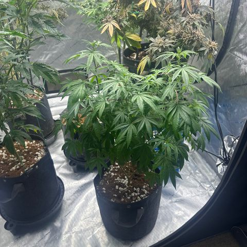 GC3 growlog timeline photo