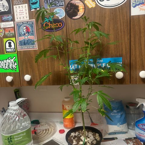 FG2 growlog timeline photo
