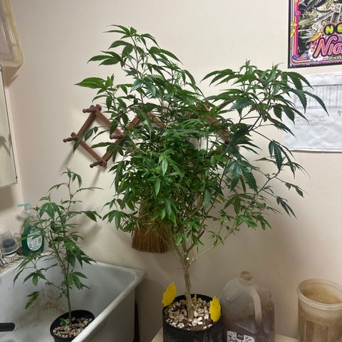 JD2 growlog timeline photo