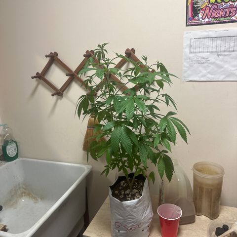GSxGC growlog timeline photo