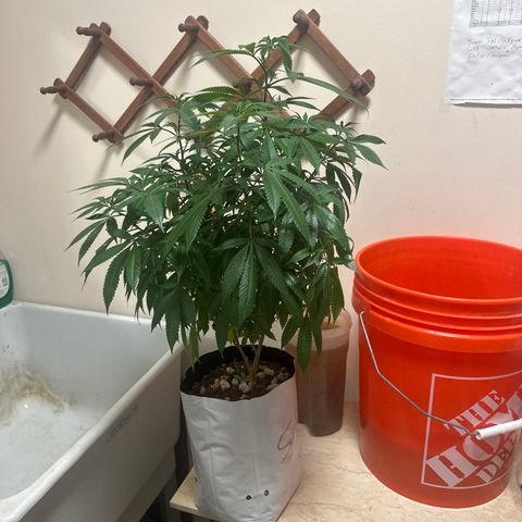 SR growlog timeline photo