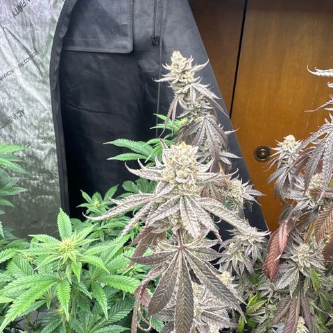 TJ #5 growlog timeline photo