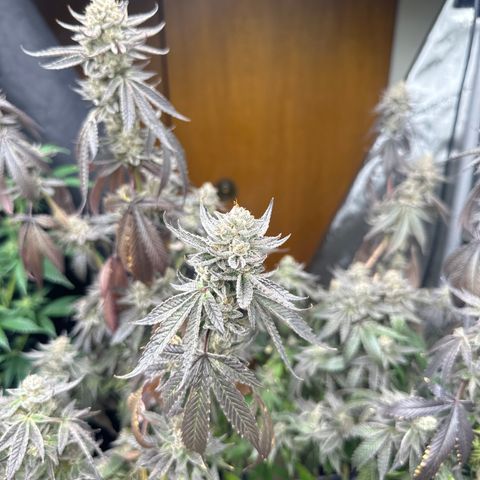 TJ #5 growlog timeline photo