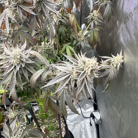 TJ #5 growlog timeline photo