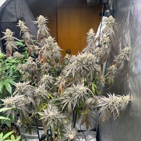 TJ #5 growlog timeline photo