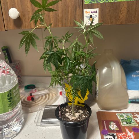 KK growlog timeline photo