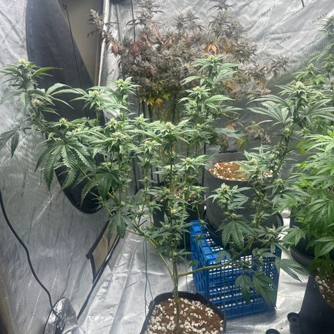 FG1 growlog timeline photo