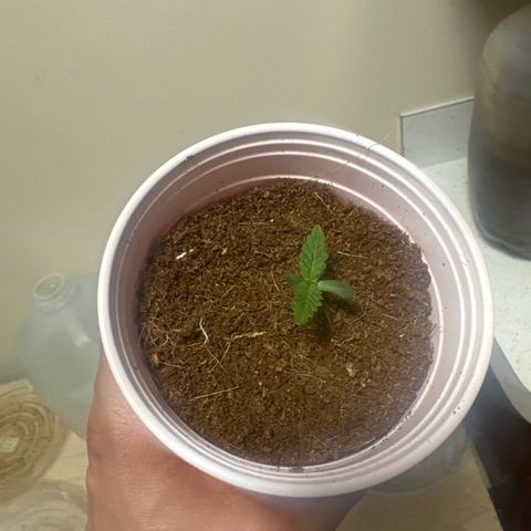 CB growlog timeline photo