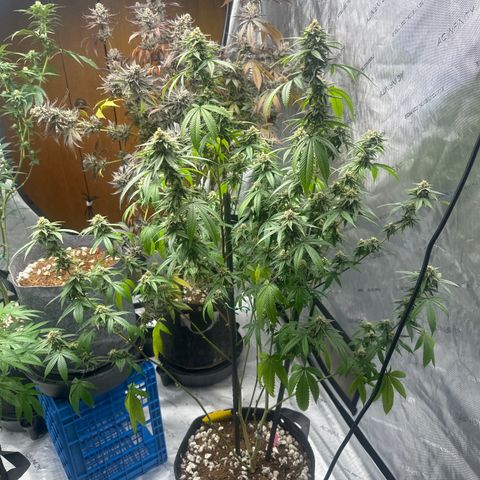 BBE growlog timeline photo