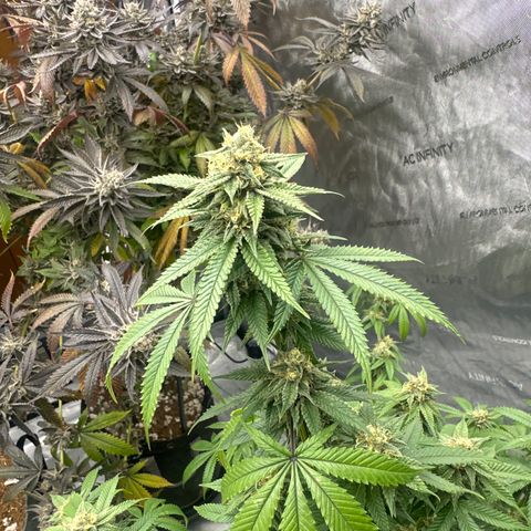 BBE growlog timeline photo