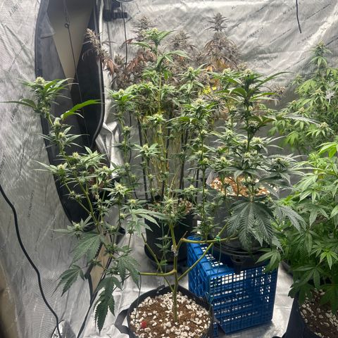FG1 growlog timeline photo