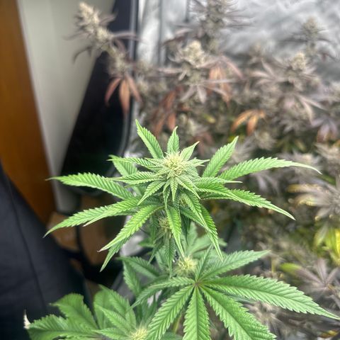 FG1 growlog timeline photo