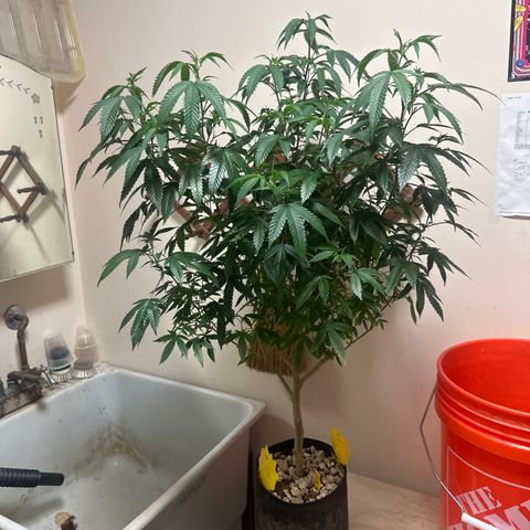 JD2 growlog timeline photo