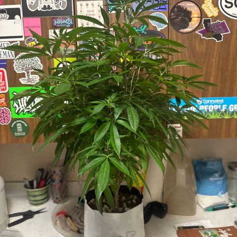 SR growlog timeline photo