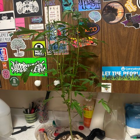 FG2 growlog timeline photo